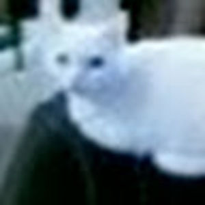 Meet your Posher, Timothy